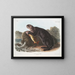 Loutre de mer jeune mâle - John Woodhouse Audubon — gerahmtes Bild an der Wand
