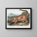 Der männliche Puma - John Woodhouse Audubon — gerahmtes Bild an der Wand