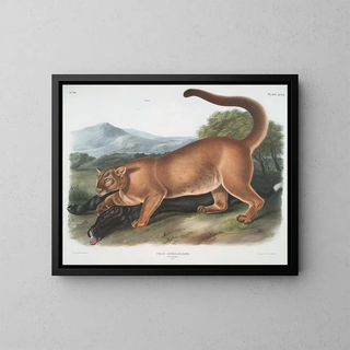 John Woodhouse Audubon - Felis concolor The Cougar Male.webp