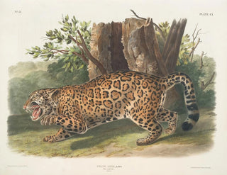 Jaguar weiblich - John Woodhouse Audubon — Ansicht des Kunstwerks
