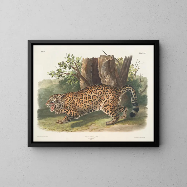 Jaguar weiblich - John Woodhouse Audubon — gerahmtes Bild an der Wand