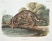 Ozelot oder Leopardenkatze männlich - John Woodhouse Audubon — Ansicht des Kunstwerks