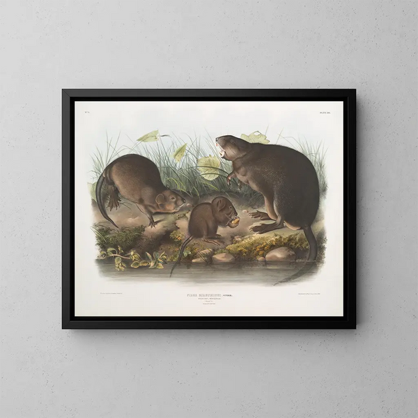 Ratte musqué natürlich in Originalgröße alt und jung - John Woodhouse Audubon — gerahmtes Bild an der Wand