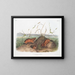 Ratte von Douglas de Columbia in Originalgröße - John Woodhouse Audubon — gerahmtes Bild an der Wand