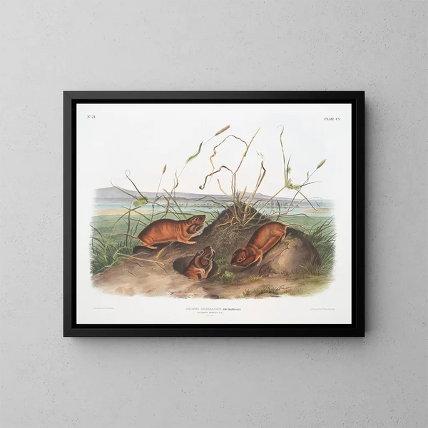 Ratte von Douglas de Columbia in Originalgröße - John Woodhouse Audubon — gerahmtes Bild an der Wand
