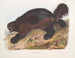 Gulo luscus, der Glutton - John Woodhouse Audubon — Ansicht des Kunstwerks