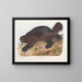 Gulo luscus, der Glutton - John Woodhouse Audubon — gerahmtes Bild an der Wand
