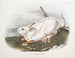 Hase von Amerika, natürliche Größe, Winter - John Woodhouse Audubon — Ansicht des Kunstwerks
