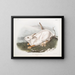 Hase von Amerika, natürliche Größe, Winter - John Woodhouse Audubon — gerahmtes Bild an der Wand