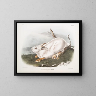 John Woodhouse Audubon - Lepus Americanus Northern Hare Natural size Winter.webp