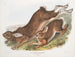Hase in Amerika - John Woodhouse Audubon — Ansicht des Kunstwerks