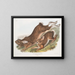 Hase in Amerika - John Woodhouse Audubon — gerahmtes Bild an der Wand