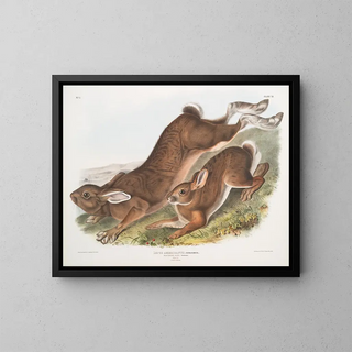John Woodhouse Audubon - Lepus Americanus Northern Hare Summer Natural size 1 Male 2 Female.webp