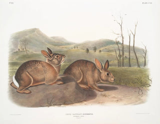 Lièvre de Bachman taille naturelle - John Woodhouse Audubon — Ansicht des Kunstwerks