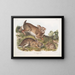 Lièvre sylvestre, lapin gris, taille naturelle, vieux et jeune - John Woodhouse Audubon — gerahmtes Bild an der Wand