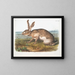 Lièvre texan mâle à taille naturelle - John Woodhouse Audubon — gerahmtes Bild an der Wand