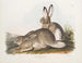 Kaninchen von Townsend, Bergkaninchen, Naturgröße, männlich und weiblich - John Woodhouse Audubon — Ansicht des Kunstwerks