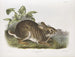 Wasserhase in natürlicher Größe männlich - John Woodhouse Audubon — Ansicht des Kunstwerks