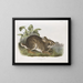 Wasserhase in natürlicher Größe männlich - John Woodhouse Audubon — gerahmtes Bild an der Wand