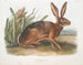 Californischer Hase in Originalgröße - John Woodhouse Audubon — Ansicht des Kunstwerks