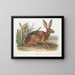 Californischer Hase in Originalgröße - John Woodhouse Audubon — gerahmtes Bild an der Wand