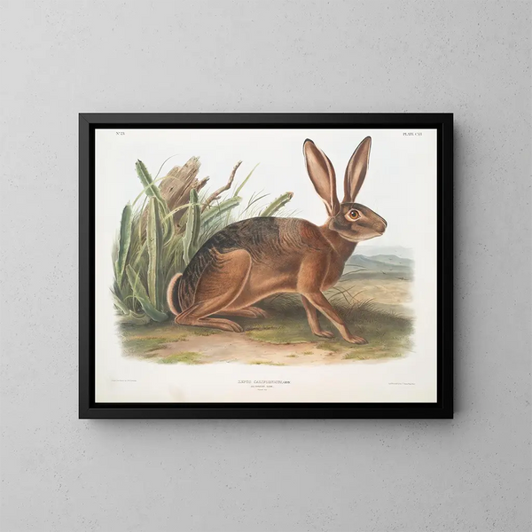 Californischer Hase in Originalgröße - John Woodhouse Audubon — gerahmtes Bild an der Wand