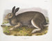 Polarhase in Originalgröße - John Woodhouse Audubon — Ansicht des Kunstwerks