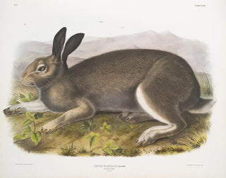 Polarhase in Originalgröße - John Woodhouse Audubon — Ansicht des Kunstwerks