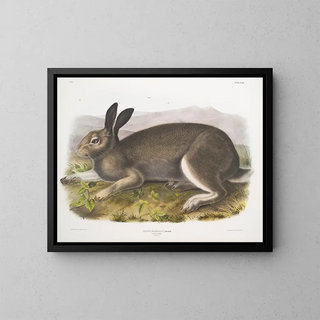 Polarhase in Originalgröße - John Woodhouse Audubon — gerahmtes Bild an der Wand