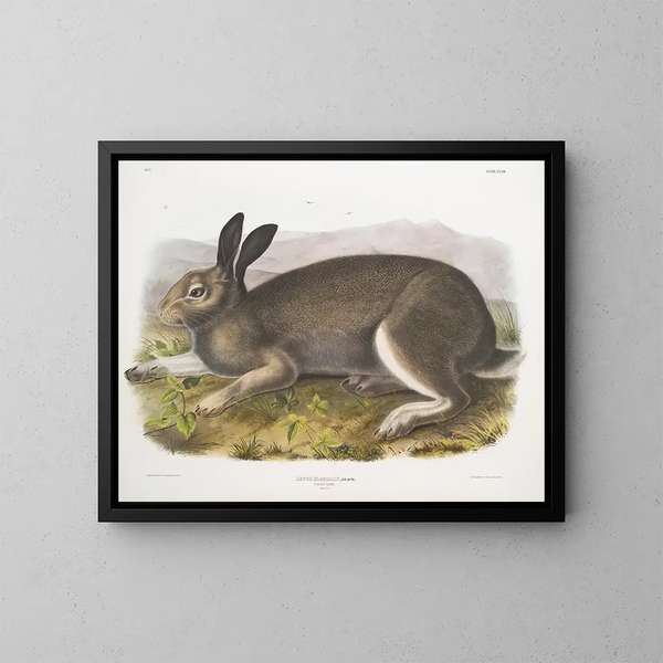 Polarhase in Originalgröße - John Woodhouse Audubon — gerahmtes Bild an der Wand
