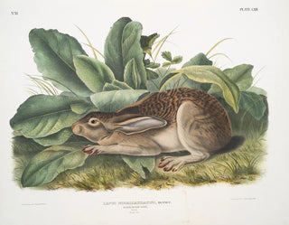 Schwarzer Schwanzhase männlich Maßstab Natur - John Woodhouse Audubon — Ansicht des Kunstwerks
