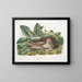 Schwarzer Schwanzhase männlich Maßstab Natur - John Woodhouse Audubon — gerahmtes Bild an der Wand