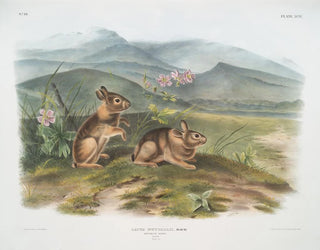 Hase von Nuttall männlich in Originalgröße - John Woodhouse Audubon — Ansicht des Kunstwerks