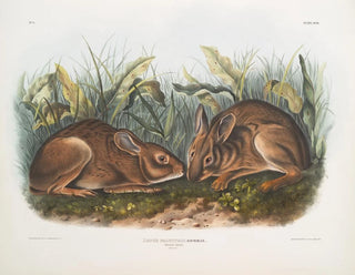 Sumpfhase in Originalgröße - John Woodhouse Audubon — Ansicht des Kunstwerks