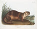 Loutre du Canada mâle - John Woodhouse Audubon — Ansicht des Kunstwerks