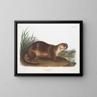 John Woodhouse Audubon - Lutra Canadensis Canada Otter Male.webp