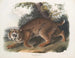Lynx roux - John Woodhouse Audubon — Ansicht des Kunstwerks