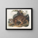 Lynx roux - John Woodhouse Audubon — gerahmtes Bild an der Wand