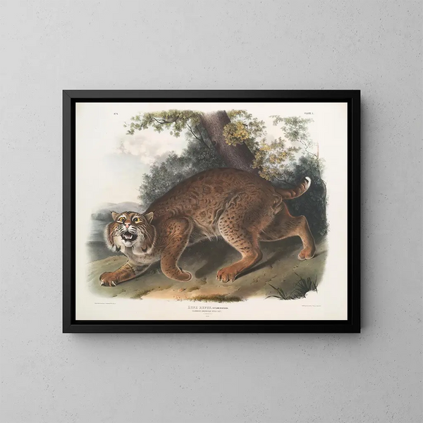 Lynx roux - John Woodhouse Audubon — gerahmtes Bild an der Wand