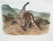 Lynx roux var. maculatus femelle du Texas - John Woodhouse Audubon — Ansicht des Kunstwerks