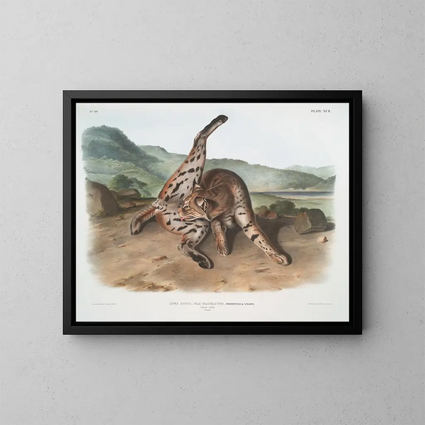 Lynx roux var. maculatus femelle du Texas - John Woodhouse Audubon — gerahmtes Bild an der Wand