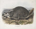 Meles labradorius, amerikanischer Baummarder, natürliche Größe - John Woodhouse Audubon — Ansicht des Kunstwerks