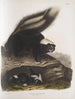 Mephitis Americana Mouffette américaine commune Taille naturelle Femelle - John Woodhouse Audubon — Ansicht des Kunstwerks