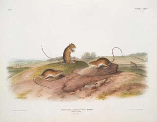 Souris sauteuse américaine mâle et femelle à taille naturelle - John Woodhouse Audubon — Ansicht des Kunstwerks