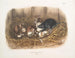 Ratte schwarz, natürliche Größe, alt und jung - John Woodhouse Audubon — Ansicht des Kunstwerks