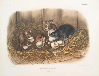 Ratte schwarz, natürliche Größe, alt und jung - John Woodhouse Audubon — Ansicht des Kunstwerks
