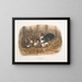 Ratte schwarz, natürliche Größe, alt und jung - John Woodhouse Audubon — gerahmtes Bild an der Wand