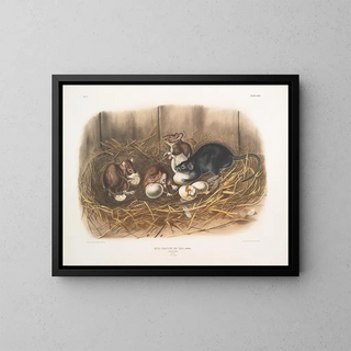 Ratte schwarz, natürliche Größe, alt und jung - John Woodhouse Audubon — gerahmtes Bild an der Wand