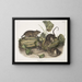 Ratte braun oder norwegische Ratte in Originalgröße männlich weiblich jung - John Woodhouse Audubon — gerahmtes Bild an der Wand