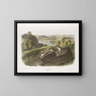 Maus mit weißen Pfoten Natürliche Größe Männchen, Weibchen und Jungtier - John Woodhouse Audubon — gerahmtes Bild an der Wand